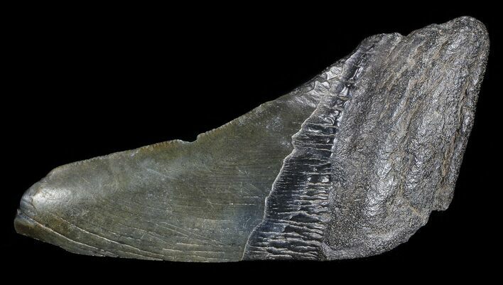 Fossil Megalodon Tooth Paper Weight #70548